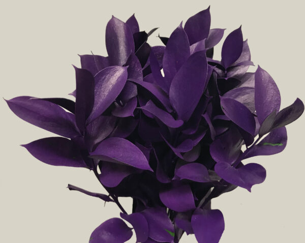 Ruscus Israeli Painted Purple