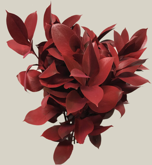 Ruscus Israeli Painted Red