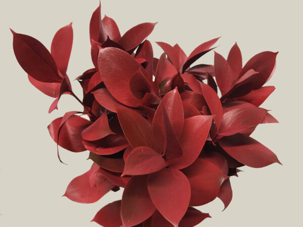 Ruscus Israeli Painted Red