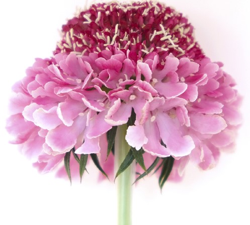 Scabiosa Focal Scoop Candy