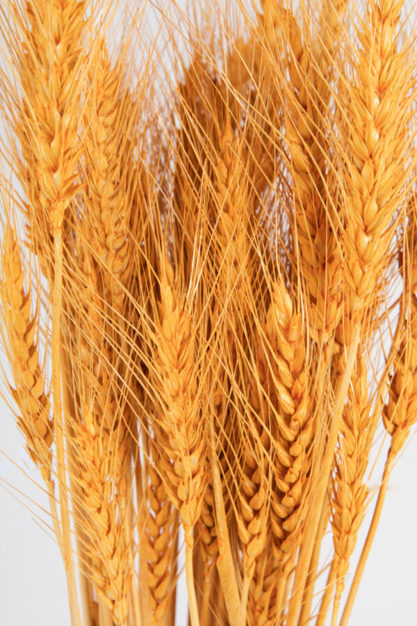 Wheat Dry Tinted Apricot