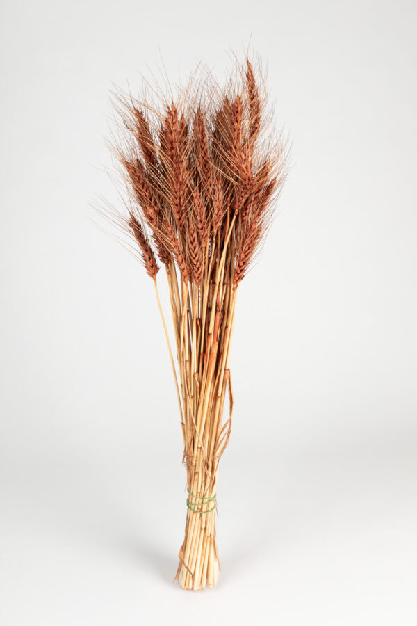Wheat Dry Tinted Brown