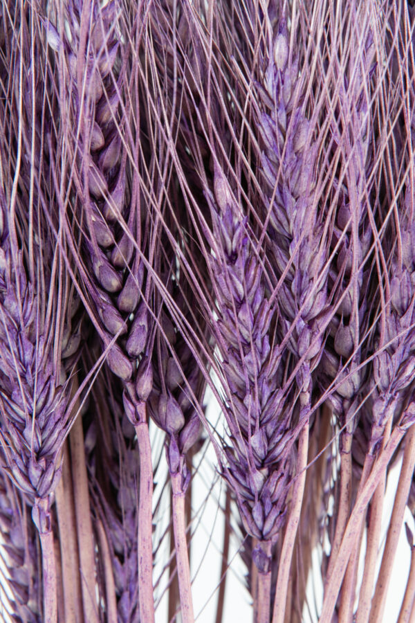 Wheat Dry Tinted Dark Purple