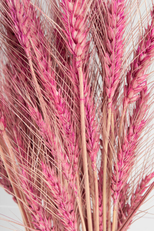Wheat Dry Tinted Fuchsia