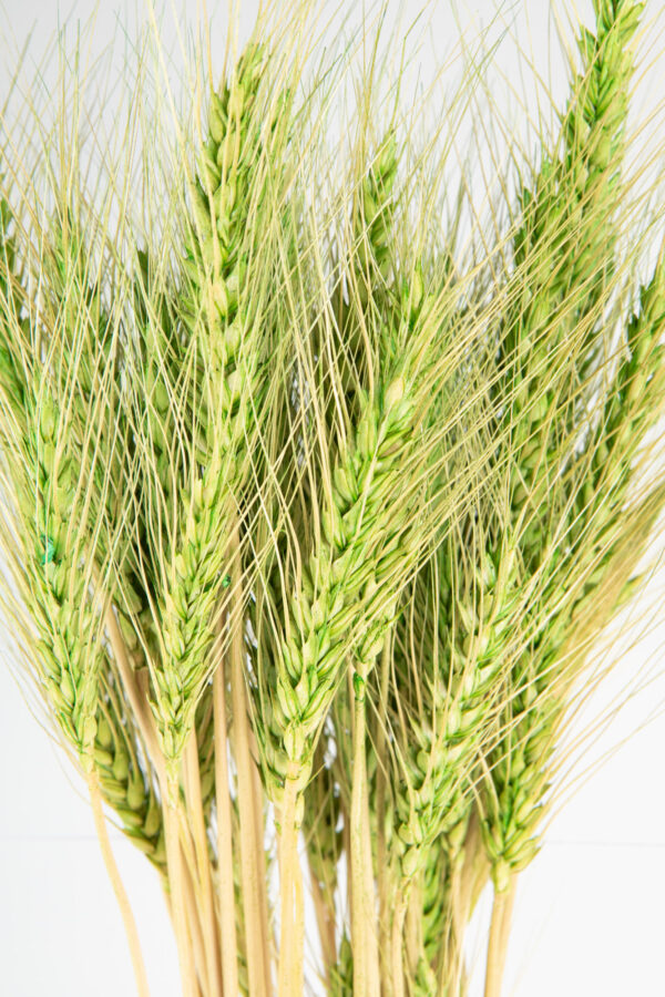 Wheat Dry Tinted Green