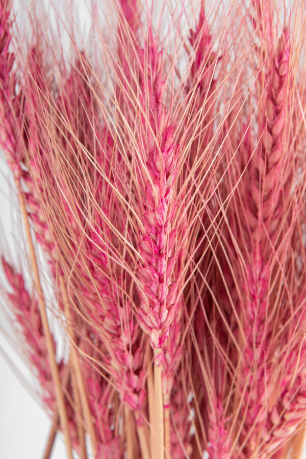 Wheat Dry Tinted Hot Pink