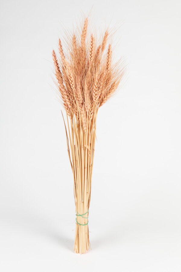 Wheat Dry Tinted Light Pink