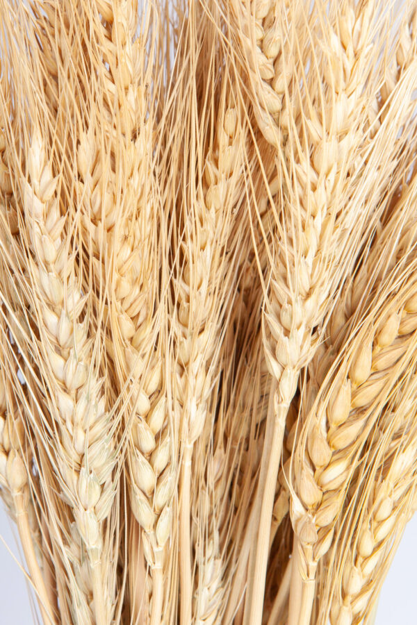Wheat Dry