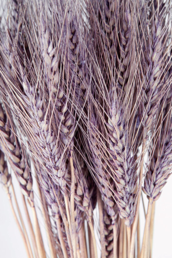 Wheat Dry Tinted Purple