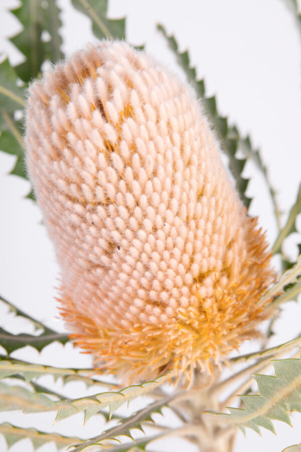 Banksia Victoriae